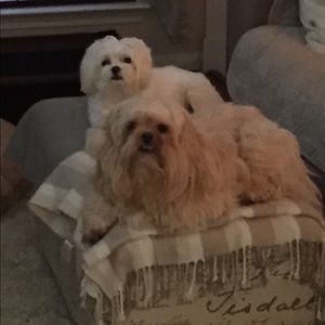 Meet your Posher, Ivy